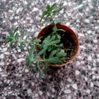 Collecion de rosmy743
