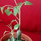 Collecion de rosmy743