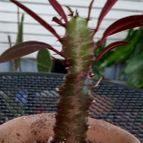 Collecion de rosmy743