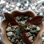 Collecion de rosmy743