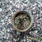 Collecion de rosmy743