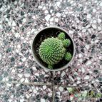 Collecion de rosmy743