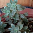 Collecion de rosmy743