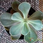 Collecion de rosmy743