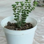 Collecion de rosmy743