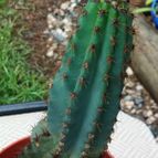 Collecion de rosmy743