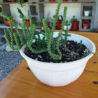 Collecion de rosmy743