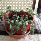 Collecion de rosmy743