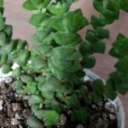 Collecion de rosmy743