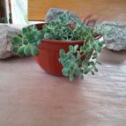 Collecion de rosmy743