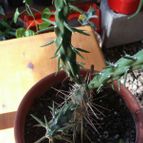 Collecion de rosmy743