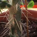 Collecion de rosmy743