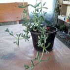 Collecion de rosmy743
