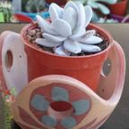 Collecion de rosmy743