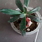 Collecion de rosmy743