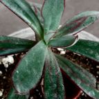 Collecion de rosmy743