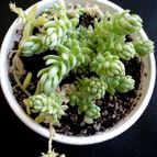Collecion de rosmy743