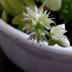 Collecion de rosmy743