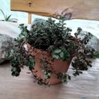 Collecion de rosmy743