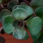 Collecion de rosmy743