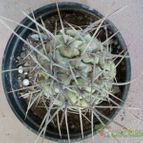 Collecion de rosmy743