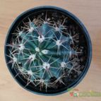 Collecion de rosmy743