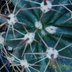Collecion de rosmy743