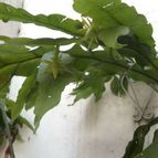 Collecion de rosmy743