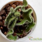 Collecion de rosmy743