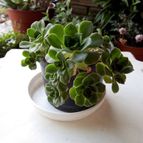 Collecion de rosmy743