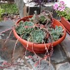 Collecion de rosmy743