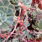 Collecion de rosmy743
