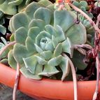 Collecion de rosmy743