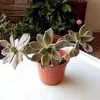 Collecion de rosmy743