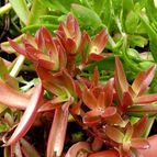 Collecion de rosmy743