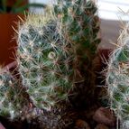 Collecion de rosmy743