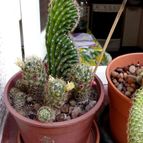 Collecion de rosmy743