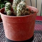 Collecion de rosmy743