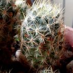 Collecion de rosmy743