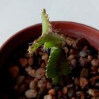 Collecion de rosmy743