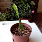 Collecion de rosmy743