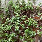 Collecion de rosmy743