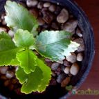 Collecion de rosmy743