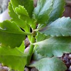Collecion de rosmy743
