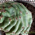 Collecion de rosmy743