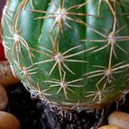 Collecion de rosmy743