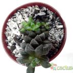 Collecion de rosmy743