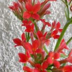Collecion de rosmy743