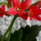 Collecion de rosmy743