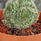 Collecion de rosmy743